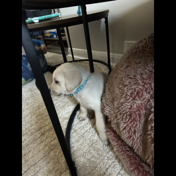 Labrador Retriever - Both
