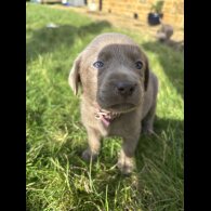 Labrador Retriever - Both