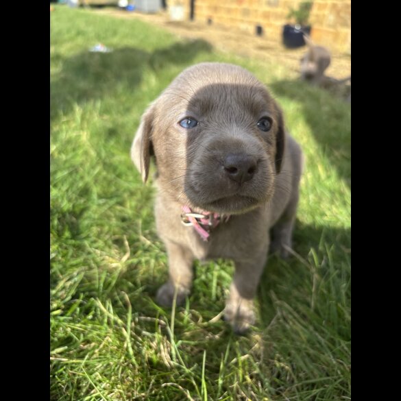 Labrador Retriever - Both