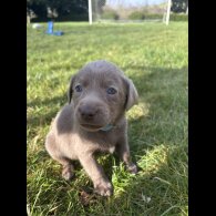Labrador Retriever - Both