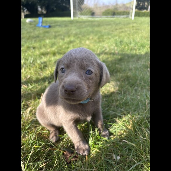 Labrador Retriever - Both