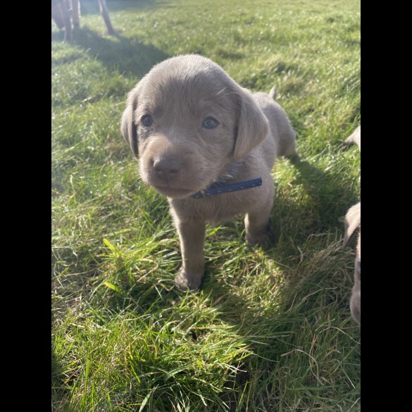 Labrador Retriever - Both