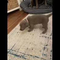 Labrador Retriever - Both