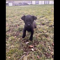 Labrador Retriever - Both