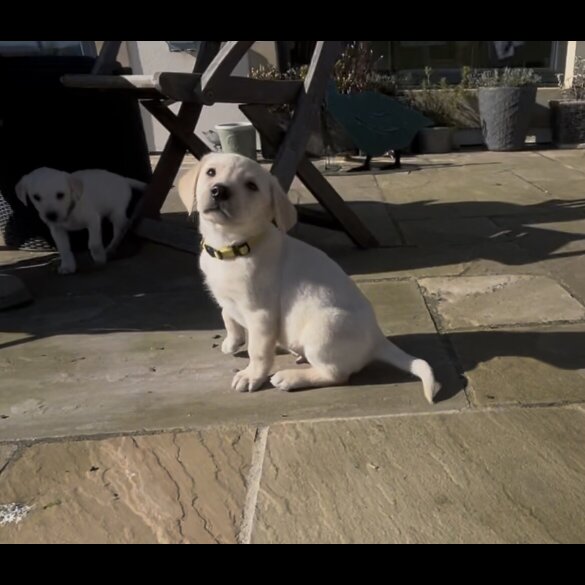 Labrador Retriever - Both