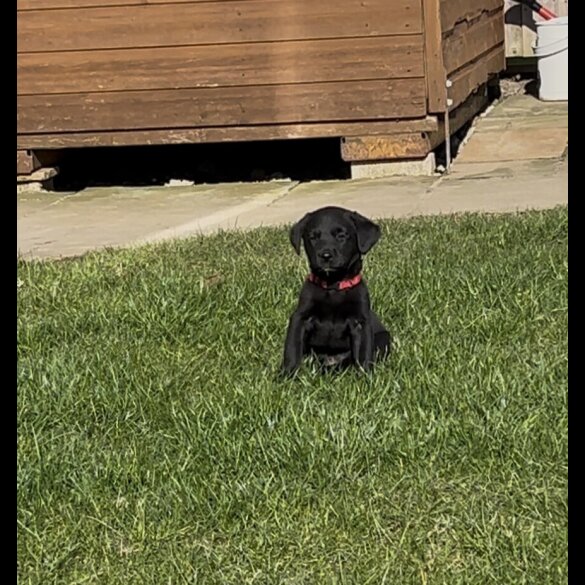Labrador Retriever - Both