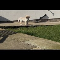 Labrador Retriever - Both