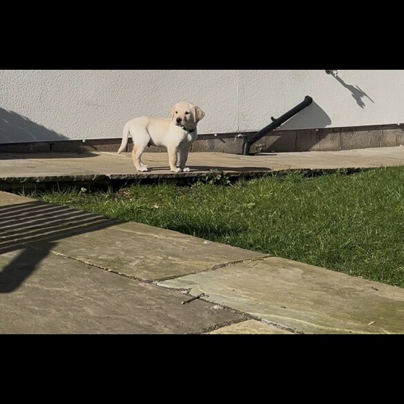 Labrador Retriever - Both