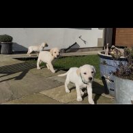 Labrador Retriever - Both