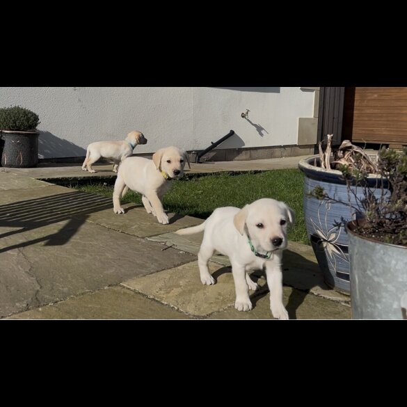 Labrador Retriever - Both