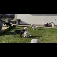 Labrador Retriever - Both