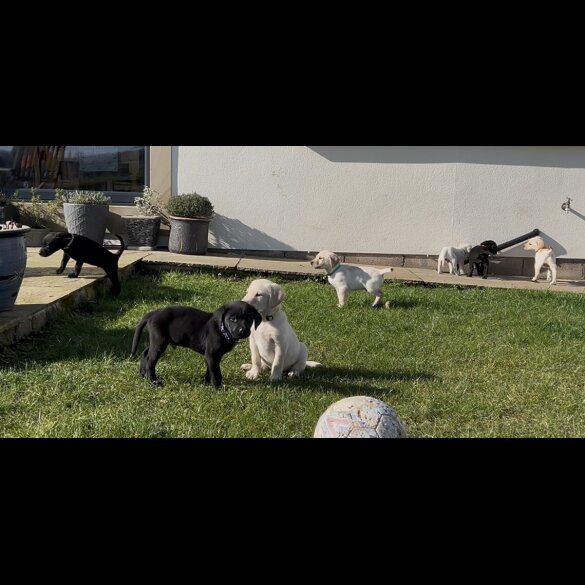 Labrador Retriever - Both