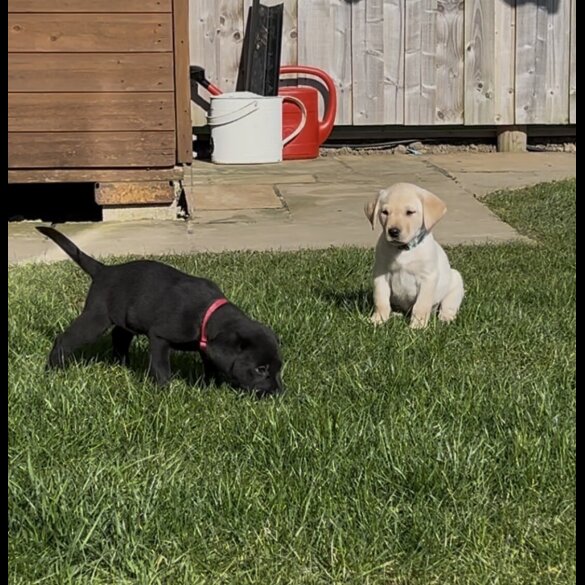 Labrador Retriever - Both