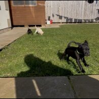 Labrador Retriever - Both
