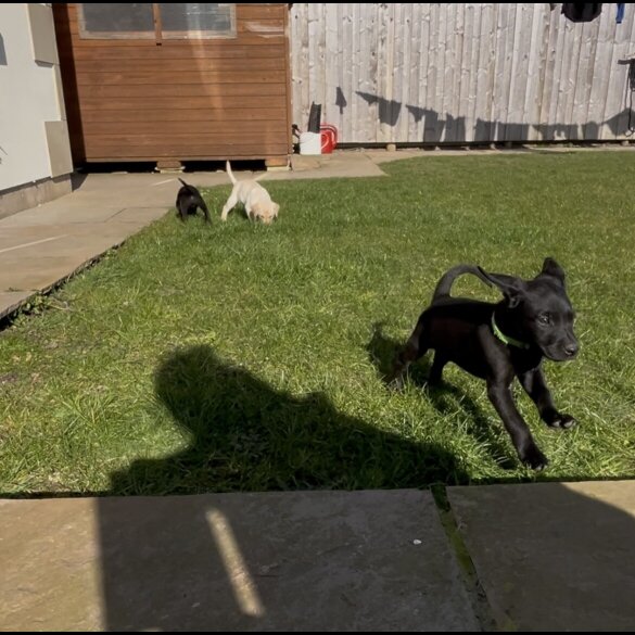 Labrador Retriever - Both