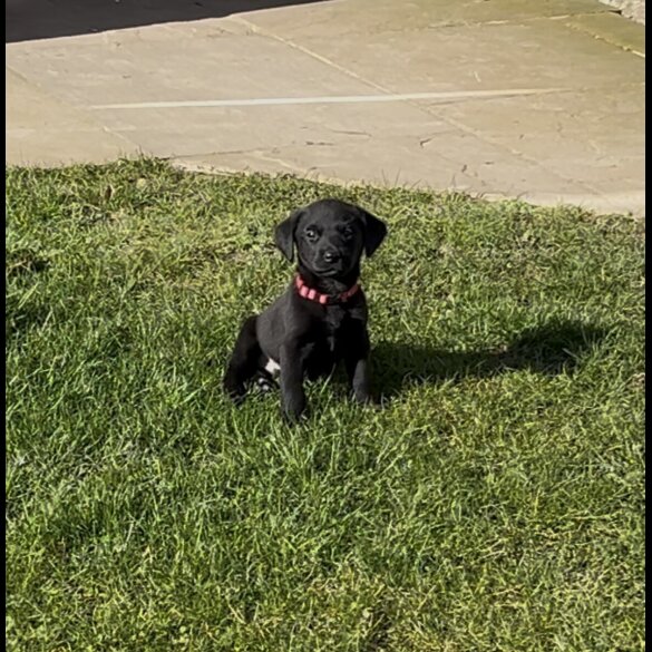 Labrador Retriever - Both