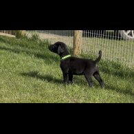 Labrador Retriever - Both