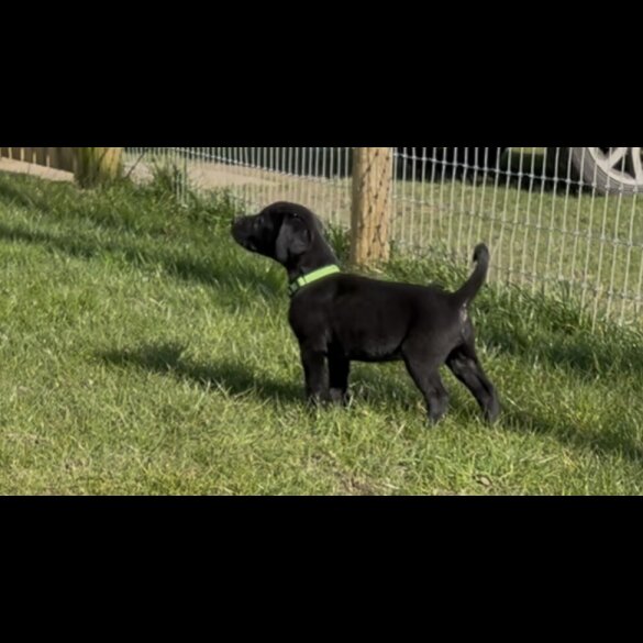 Labrador Retriever - Both