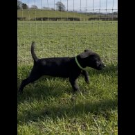 Labrador Retriever - Both
