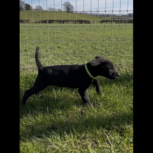 Labrador Retriever - Both