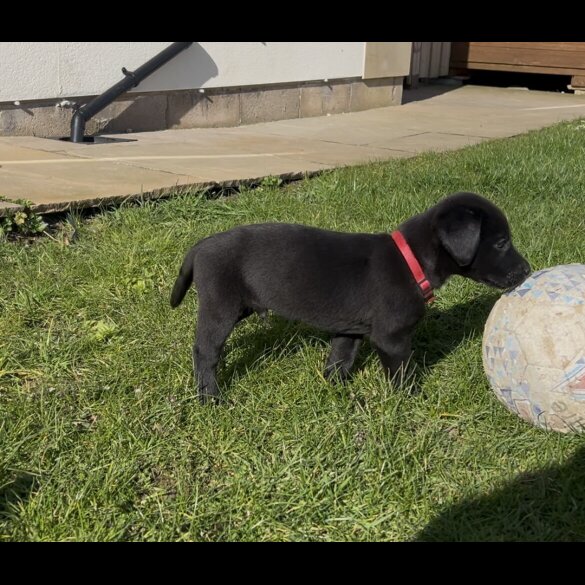 Labrador Retriever - Both