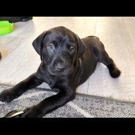Labrador Retriever - Both