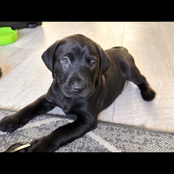 Labrador Retriever - Both