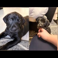 Labrador Retriever - Both