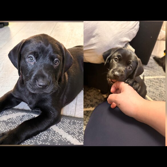 Labrador Retriever - Both
