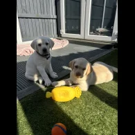Labrador Retriever - Both