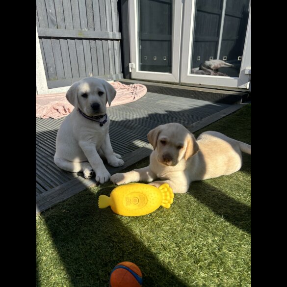 Labrador Retriever - Both
