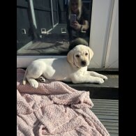 Labrador Retriever - Both
