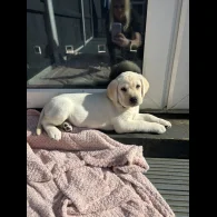 Labrador Retriever - Both