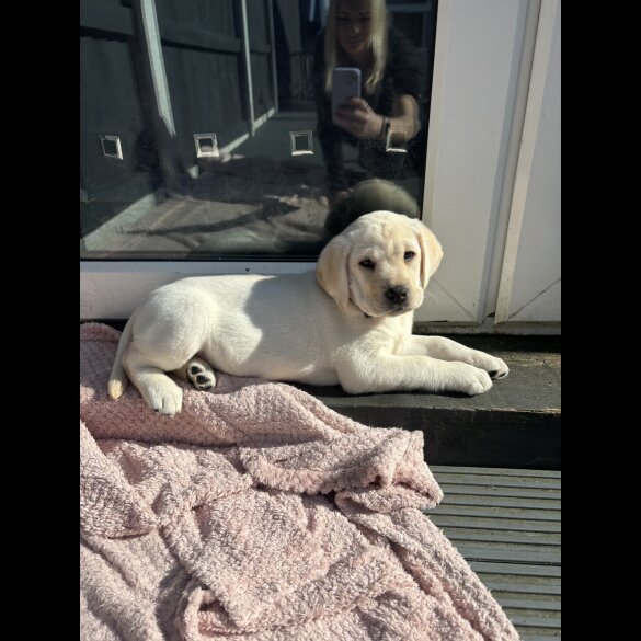 Labrador Retriever - Both