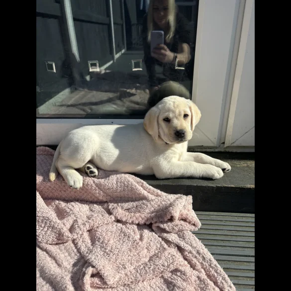 Labrador Retriever - Both