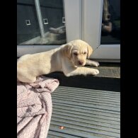 Labrador Retriever - Both