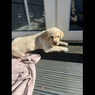 Labrador Retriever - Both