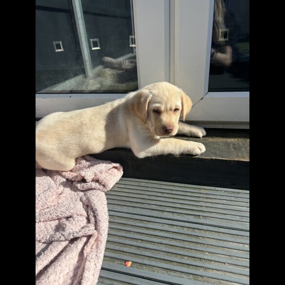 Labrador Retriever - Both