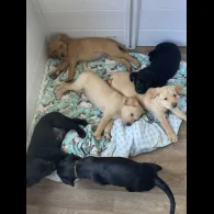 Labrador Retriever - Both