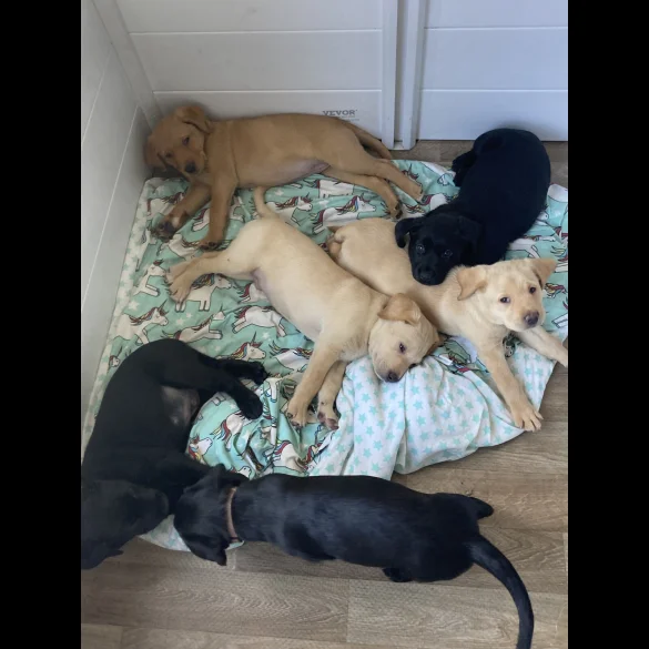Labrador Retriever - Both