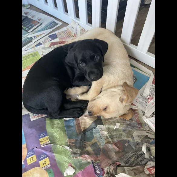 Labrador Retriever - Both