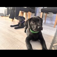 Labrador Retriever - Both