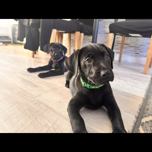 Labrador Retriever - Both