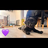 Labrador Retriever - Both