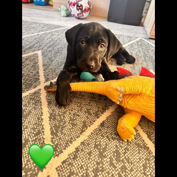 Labrador Retriever - Both