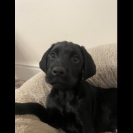 Labrador Retriever - Both
