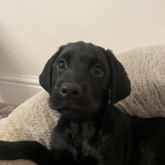 Labrador Retriever - Both