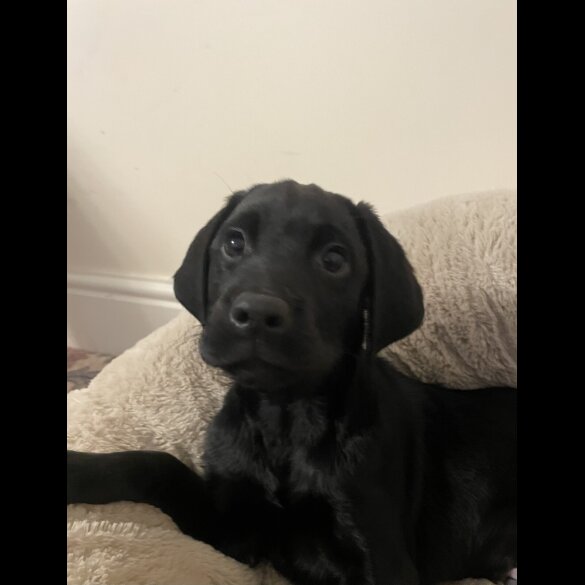 Labrador Retriever - Both