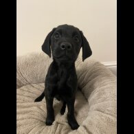 Labrador Retriever - Both