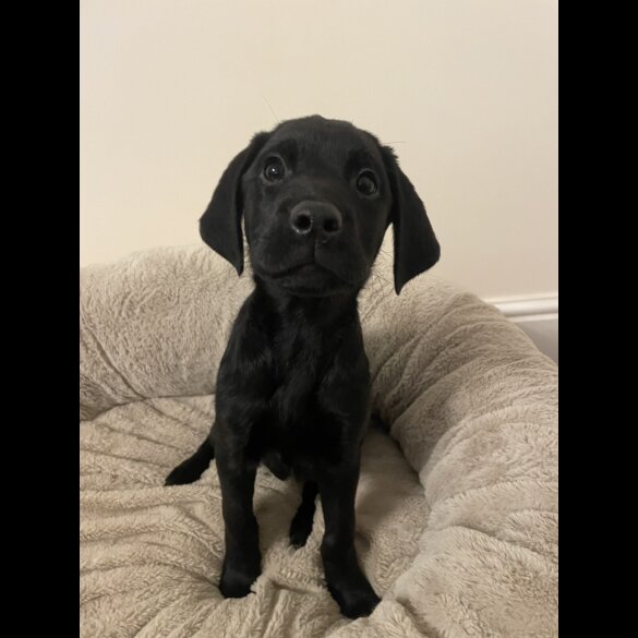 Labrador Retriever - Both